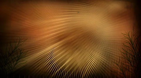 Brown Palms Stock Footage 50719157