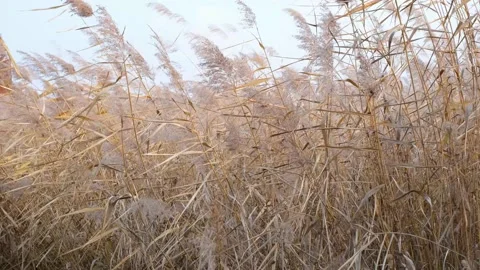 Brown pampas grass close-up, natural textures and background. Stock Footage 165225623
