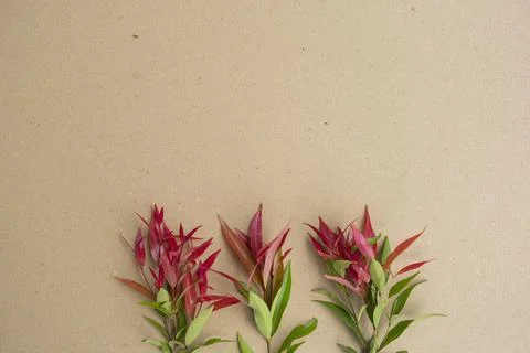 Brown Paper Background Texture With Red Green Leaves. Minimalist Style. Stock Photos