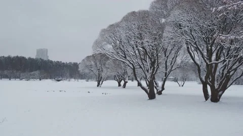 Brown park trees with hoarfrost on branches on snowy meadow Stock-Footage 155795460