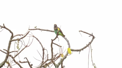 Brown Parrot (Poicephalus meyeri), also known as the Meyer's parrot Stock Footage 328153355