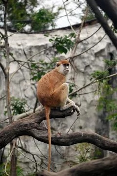 A brown Patas  monkey with a long tail is sitting on a tree branch Stock Photos