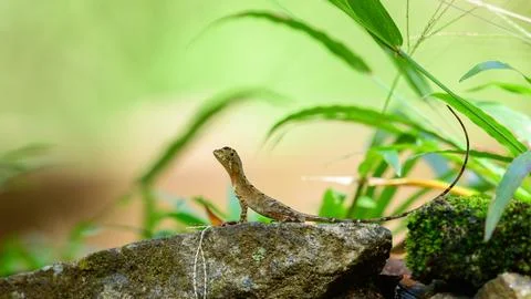 Brown-patched Kangaroo Lizard, also known as the Sri Lankan Kangaroo Lizard,  Stock Photos