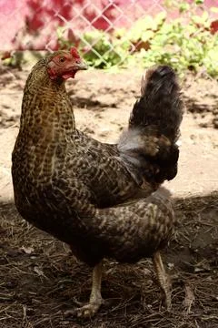 Brown patterned chicken standing upright on the ground Stock Photos