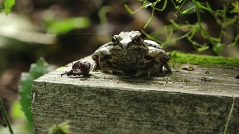Brown patterned frog resting on a weathered wooden surface with moss Stock Footage 341426120