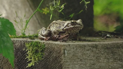 Brown patterned frog resting on a weathered wooden surface with moss Stock Footage 341426123