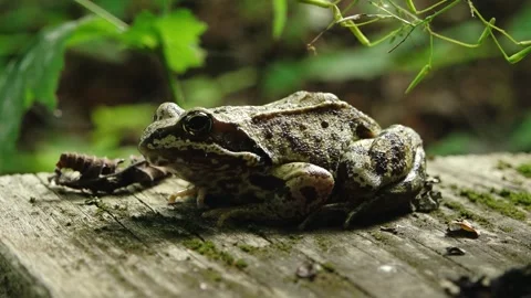 Brown patterned frog resting on a weathered wooden surface with moss, fallen Stock Footage 342220451