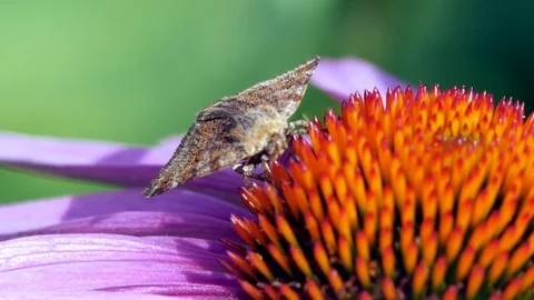 A brown, patterned moth collecting nectar from the red centre of a purple Video stock 116202817
