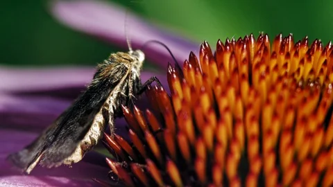 A brown patterned moth collecting nectar from the red centre of a purple Video stock 116266199
