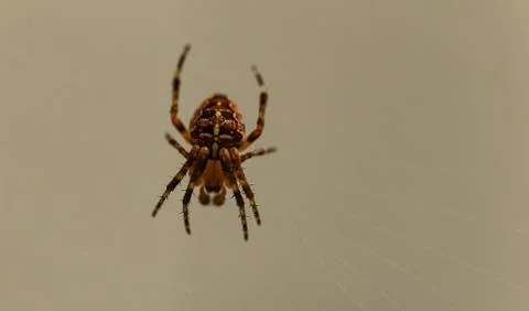Brown patterned spider on web 스톡 사진
