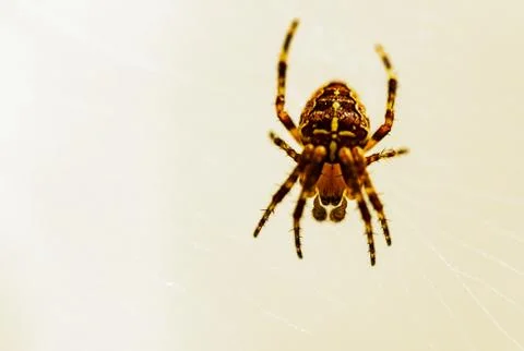 Brown patterned spider on web 스톡 사진