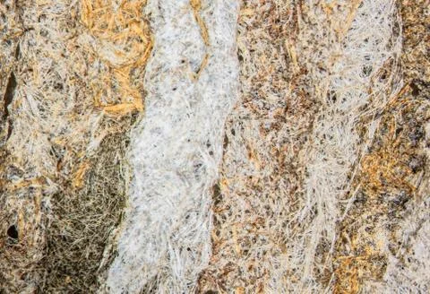 Brown patterned wall of a paper-like wasp nest Stock Photos