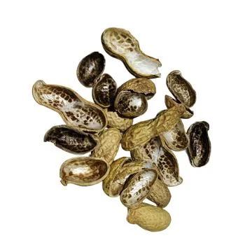 Brown Peanut Shells on White Background 스톡 사진