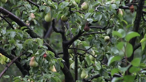Brown pear tree branches with green leaves and small fruits Stock Footage 135131885