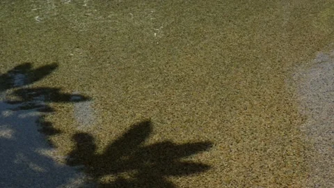 Brown Pebble Dashed Swimming Pool And Tree Shadow Stock Footage 145449073