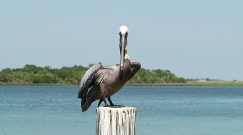 Brown Pelican 1 動画素材 11016889