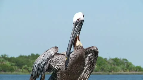 Brown Pelican 2 Stock-Footage 11018579