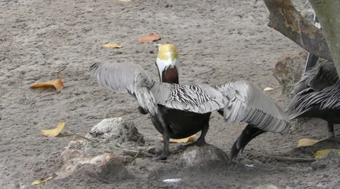 Brown pelican 4K Stock Footage 48270935