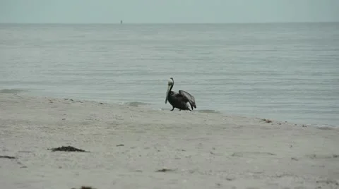 Brown pelican on a beach Stock Footage 12338663