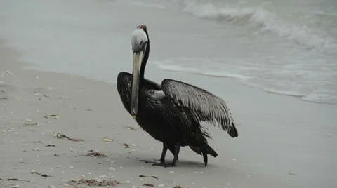 Brown pelican on a beach Stock Footage 22563711