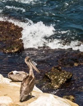 Brown Pelican on cliffs Stock Photos