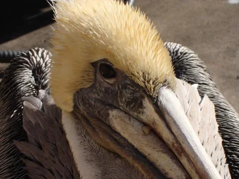 Brown Pelican Close Up Фото