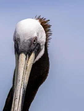 Brown pelican Close Up Fotos Stock
