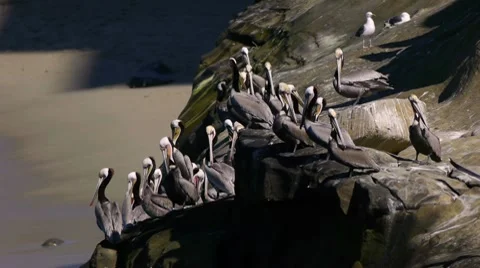 Brown Pelican Colony on Cliff (HD) Stock-Footage 10683031