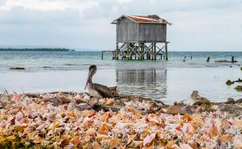 Brown pelican on conch shells in Belize Stock Photos