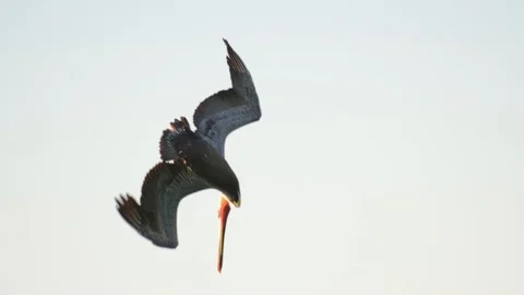 Brown pelican diving in baja california-HD120fps Stock Footage
