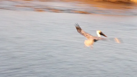 Brown Pelican diving for fish Stock Footage 128250865