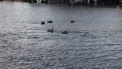Brown pelican diving for fish in myrtle beach south carolina Stock Footage 128250875
