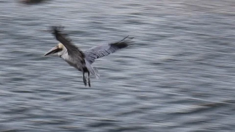 Brown pelican diving for fish in myrtle beach south carolina Stock Footage 128250884