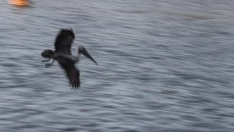 Brown pelican diving for fish in myrtle beach south carolina Stock Footage 128250899