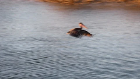 Brown pelican diving for fish in myrtle beach south carolina Stock Footage 128250909