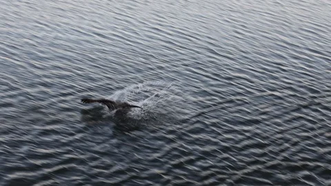 Brown pelican diving for fish in myrtle beach south carolina Stock Footage 128250934
