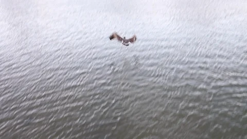 Brown pelican diving for fish in myrtle beach south carolina Stock Footage 128250955