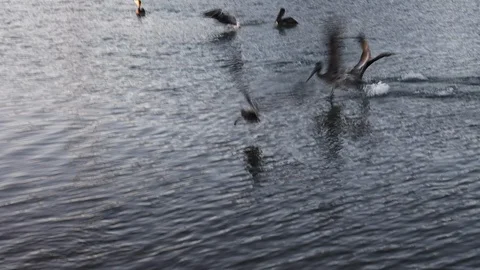 Brown pelican diving for fish in myrtle beach south carolina Stock Footage 128250977