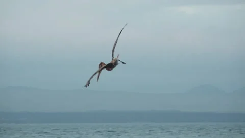 Brown Pelican Diving in Slow Motion into Ocean to Catch Fish off San Stock Footage 138988845
