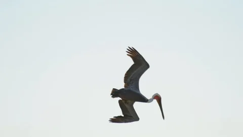 Brown pelican diving in strong winds-HD120fps Vídeos de archivo 107586642