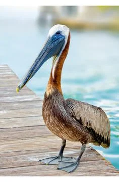 Brown Pelican on the docks Stock Photos