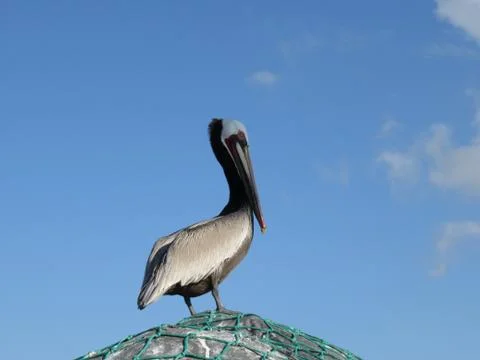 Brown Pelican On Fishing Net Stock Photos