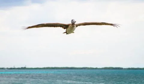 Brown pelican in flight in Belize Stock Photos