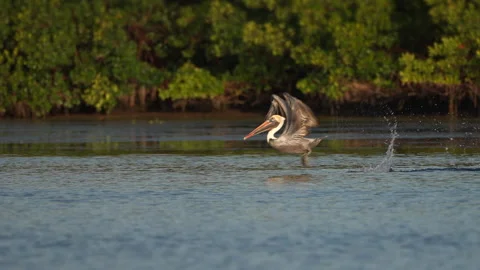 Brown Pelican in-flight Stock Footage 167050171