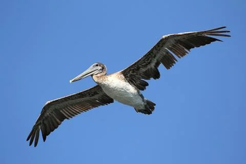 Brown pelican in flight Stock Photos