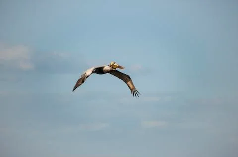 Brown Pelican in flight Stock Photos