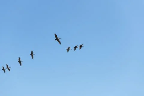 Brown Pelican Flight Stock Photos
