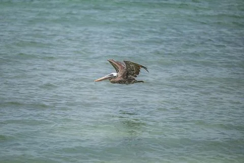 Brown Pelican in flight Stock Photos