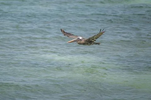 Brown Pelican in flight Stock Photos