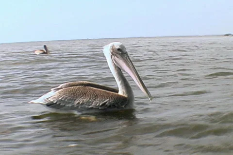 Brown Pelican Floating on the Surface of the Water. River  Video stock 142487